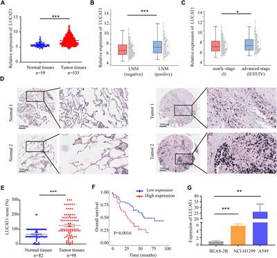 Characterization of a Novel LUCAT1/miR-4316/VEGF-A Axis in Metastasis and Glycolysis of Lung Adenocarcinoma